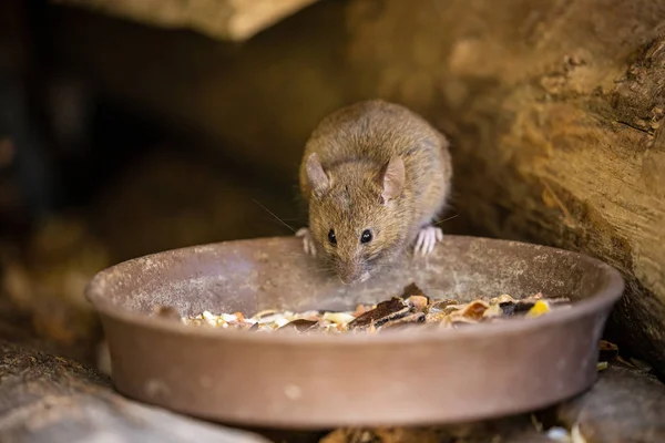 Pequeño Ratón Adorable Lindo —  Fotos de Stock