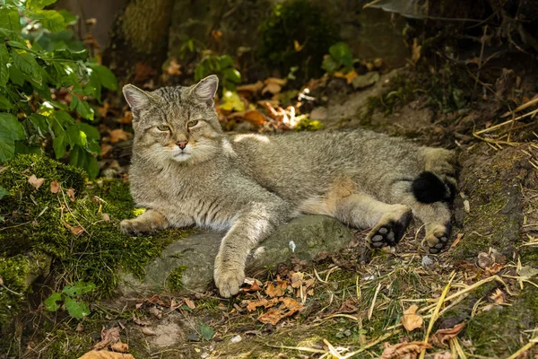 European Wildcat Forest — Stock Photo, Image