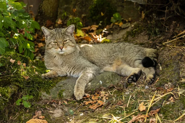 Европейский Дикий Кот Лесу — стоковое фото