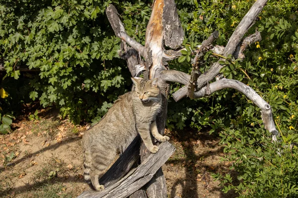 Gato Salvaje Europeo Bosque —  Fotos de Stock