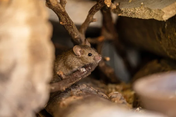 Adorável Fofo Ratinho — Fotografia de Stock