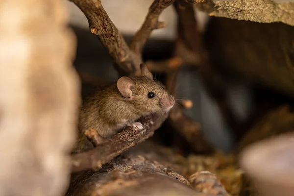 Adorável Fofo Ratinho — Fotografia de Stock