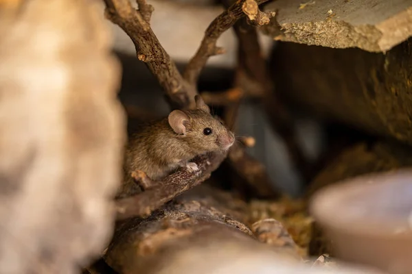 Adorável Fofo Ratinho — Fotografia de Stock