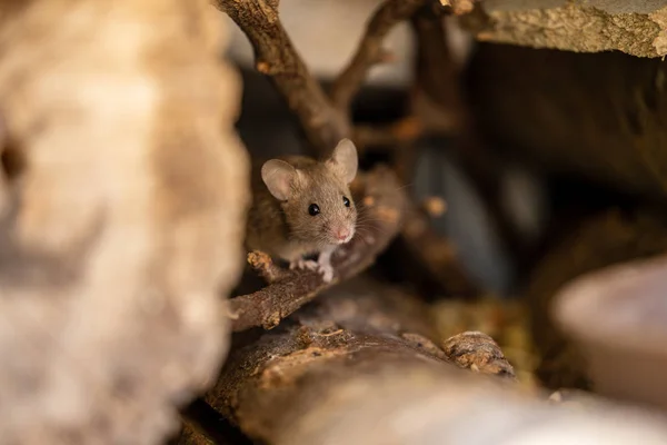 Adorável Fofo Ratinho — Fotografia de Stock