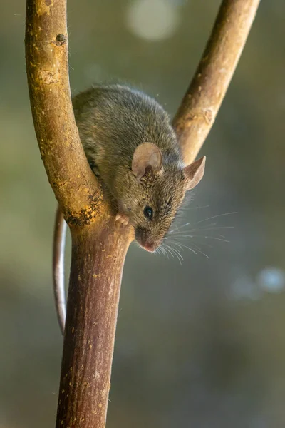Pequeño Ratón Adorable Lindo — Foto de Stock