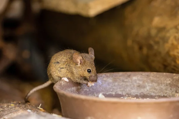 Pequeño Ratón Adorable Lindo —  Fotos de Stock