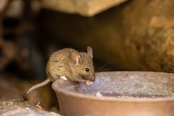 愛らしいとかわいい小さなマウス — ストック写真