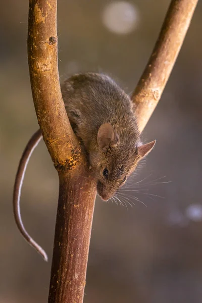 Piccolo Mouse Adorabile Carino — Foto Stock