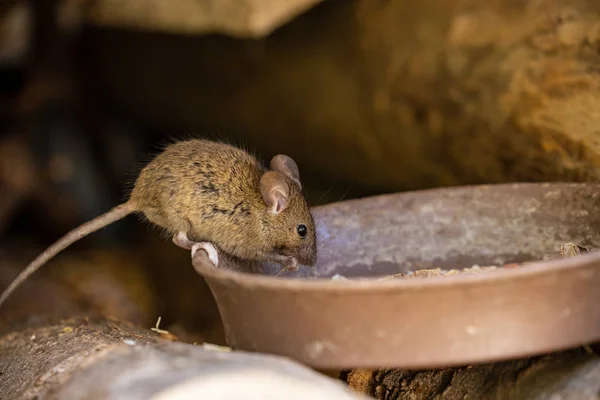 Pequeño Ratón Adorable Lindo —  Fotos de Stock