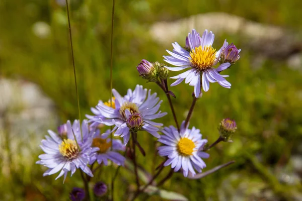 Blomma Äng Rocky Mountains Banff National Park Kanada — Stockfoto