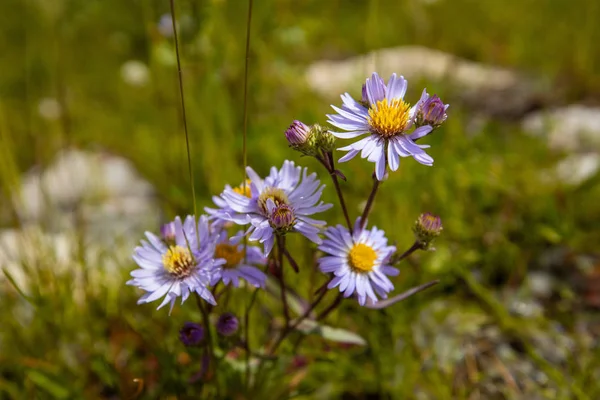 Prairie Fleurs Des Rocheuses Parc National Banff Canada — Photo