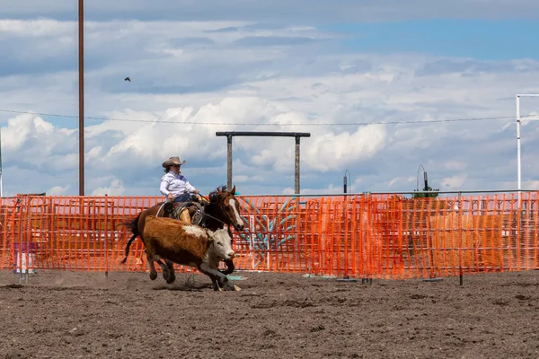 Rodeo Bronco Rijden Pincher Creek Canada Juni 2019 — Stockfoto