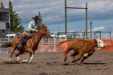 Rodeo ve Bronco Riding Pincher Creek Kanada'da, 16 Haziran 2019