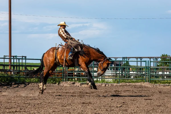 Rodeo Bronco Riding Pincher Creek Canada June 2019 — Stock Photo, Image