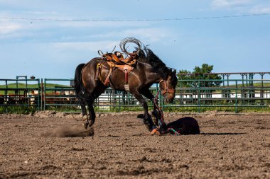 Rodeo ve Bronco Pincher Creek Kanada'da Sürme