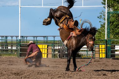 Rodeo ve Bronco Pincher Creek Kanada'da Sürme