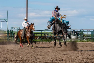 Kanada'da Pincher Creek Ranche Rodeo'da Bucking Horse'daki Kovboylar, 16 yaşında. Haziran 2019