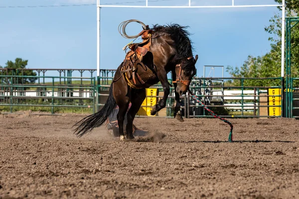 Rodeo Och Bronco Ridning Pincher Creek Canada — Stockfoto