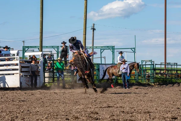 Cowboys Bakugrás Pincher Creek Ranche Rodeo Kanadában Június 2019 — Stock Fotó