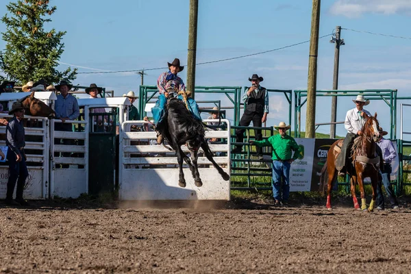 Cowboys Bucking Horse Pincher Creek Ranche Rodeo Kanadzie 2019 Czerwca — Zdjęcie stockowe