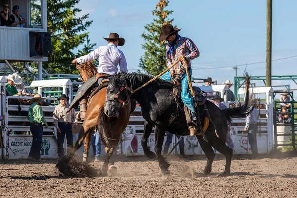 牛仔在平彻溪牧场罗迪奥加拿大 16的降马 2019 — 图库照片