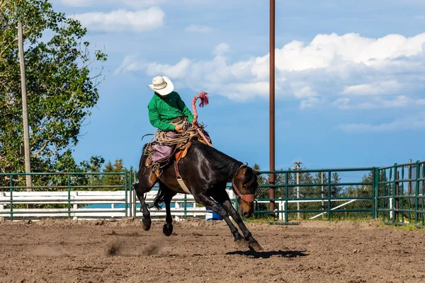 Modiga Cowboys Bucking Horse — Stockfoto