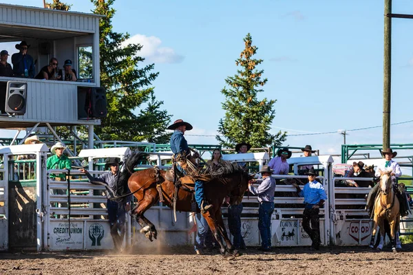 牛仔在平彻溪牧场罗迪奥加拿大 16的降马 2019 — 图库照片