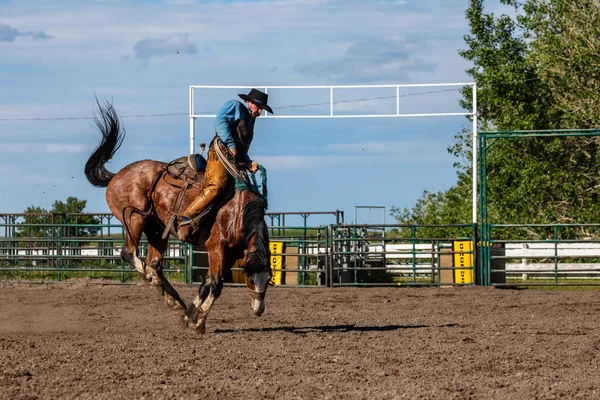 Cowboys Auf Einem Ruckelnden Pferd Auf Der Pincher Creek Ranch — Stockfoto