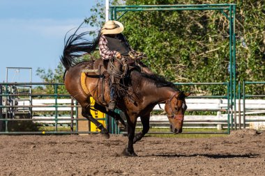 Rodeo ve Bronco Pincher Creek Kanada'da Sürme