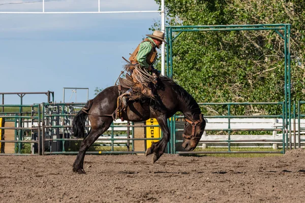 Rodeo Bronco Riding Pincher Creek Kanadában Június 2019 — Stock Fotó