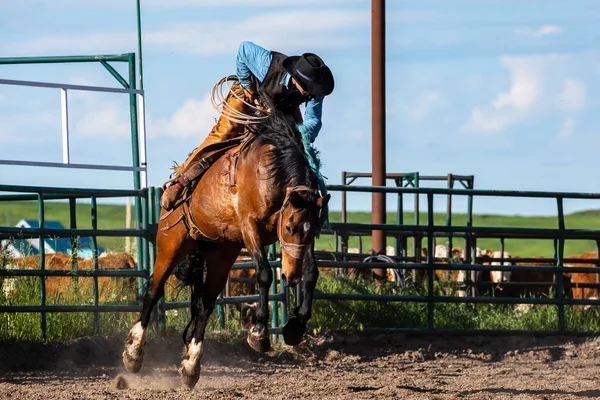 Rodeo Och Bronco Ridning Pincher Creek Canada Juni 2019 — Stockfoto