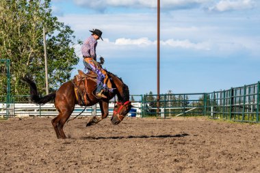Rodeo ve Bronco Riding Pincher Creek Kanada'da, 16 Haziran 2019