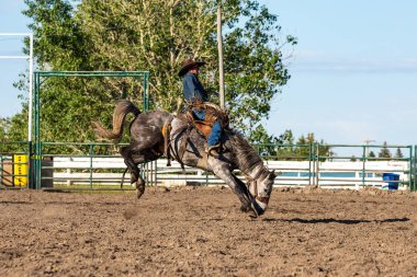 Rodeo ve Bronco Riding Pincher Creek Kanada'da, 16 Haziran 2019