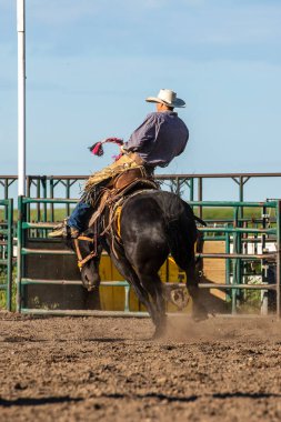 Rodeo ve Bronco Riding Pincher Creek Kanada'da, 16 Haziran 2019