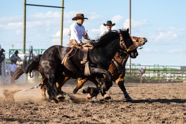 Rodeo ve Bronco Pincher Creek Kanada, 16 sürme. Haziran 2019