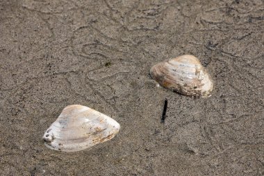 Düşük gelgit bir plajda bir Shell