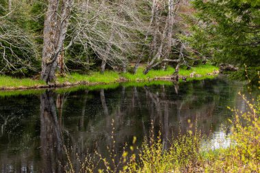 Nova Scotia Kanada Mill Falls Nehri