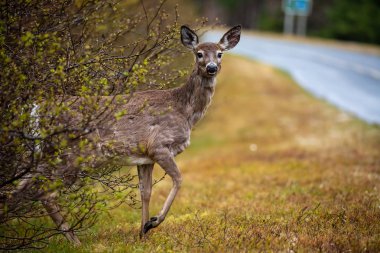 Nova Scotia Kanada vahşi bir Karaca