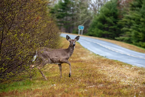Nova Scotia Kanada vahşi bir Karaca