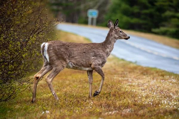 Ein Reh Der Wildwelt Von Nova Scotia Canada — Stockfoto