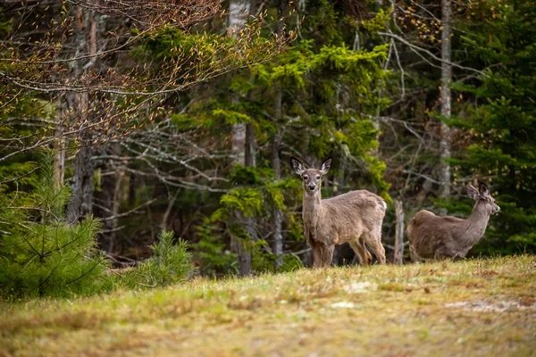 Capriolo Nella Fauna Selvatica Della Nuova Scozia Canada — Foto Stock