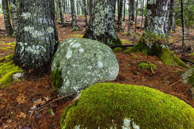 Nova Scotia Kanada 'da Kejimkujik Ormanı ve Ağaçları