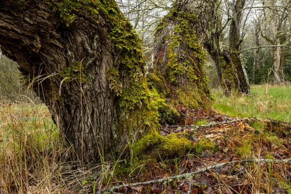 Foresta Alberi Kejimkujik Nuova Scozia Canada — Foto Stock