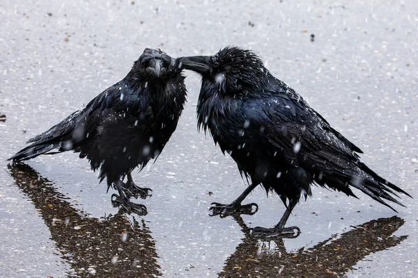 Cuervo Negro Nieve Lluvia — Foto de Stock