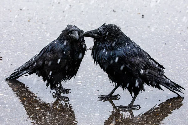 Cuervo Negro Nieve Lluvia — Foto de Stock