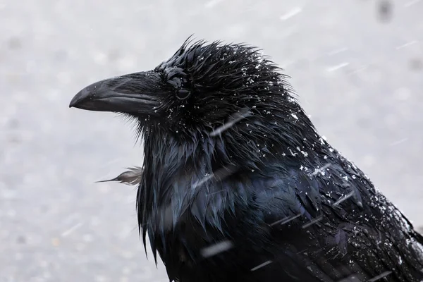 雪と雨の中のブラックレイヴン — ストック写真