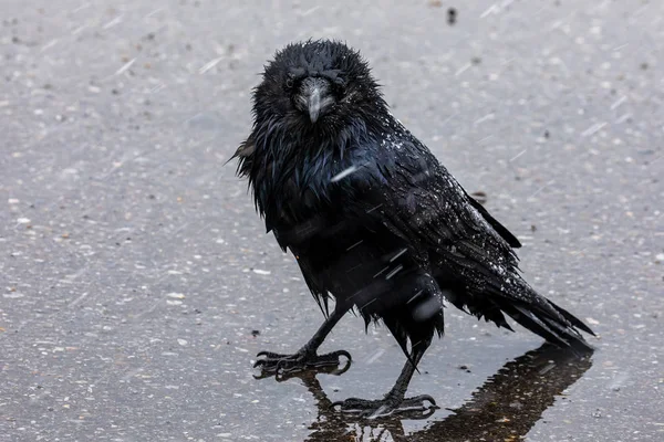 Black Raven Snow Rain — Stock Photo, Image