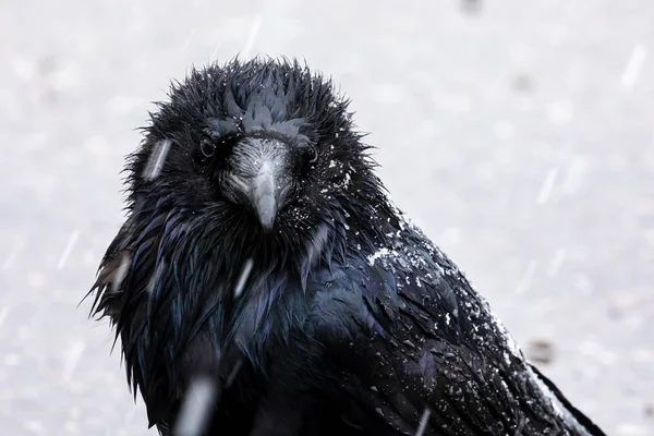 Black Raven Snow Rain — Stock Photo, Image