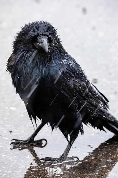 Black Raven Snow Rain — Stock Photo, Image