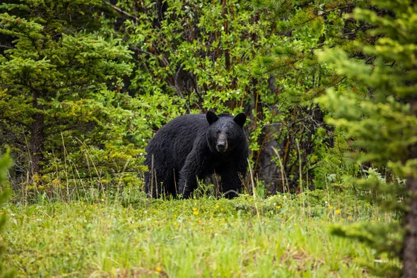 Černý Medvěd Vyhlížel Lesa Kanadě — Stock fotografie